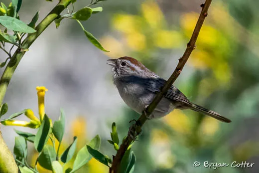 Rufous-crowned Sparrow - photo by Bryan Cotter