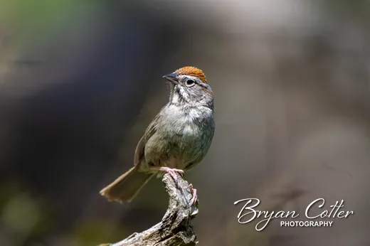 Rufous-crowned Sparrow photographed in Texas by Bryan Cotter