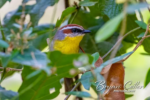 Rufous-capped Warbler