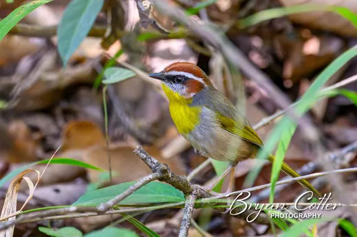 Rufous-capped Warbler