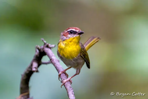 Rufous-capped Warbler