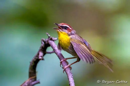 Rufous-capped Warbler