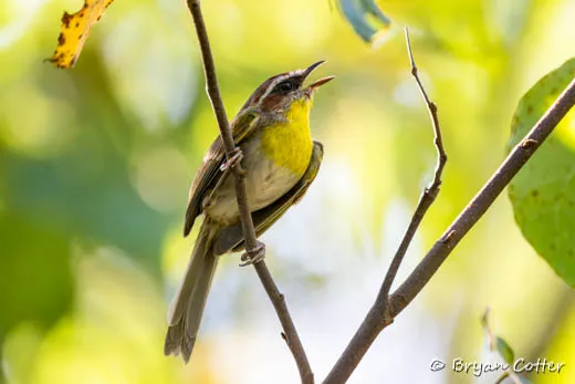 Rufous-capped Warbler