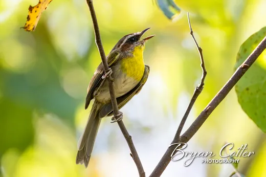 Rufous-capped Warbler