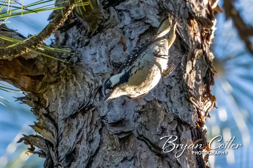 Red-cockaded Woodpecker