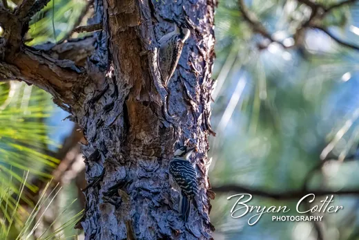 Red-cockaded Woodpecker