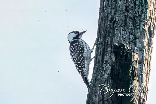 Red-cockaded Woodpecker