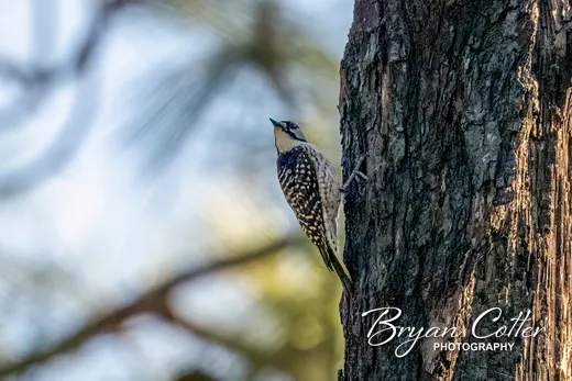 Red-cockaded Woodpecker