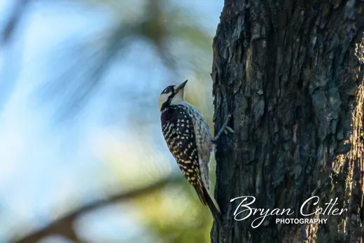 Red-cockaded Woodpecker