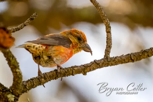 Red Crossbill