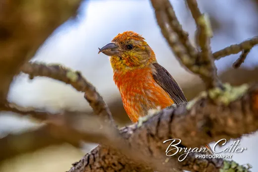 Red Crossbill