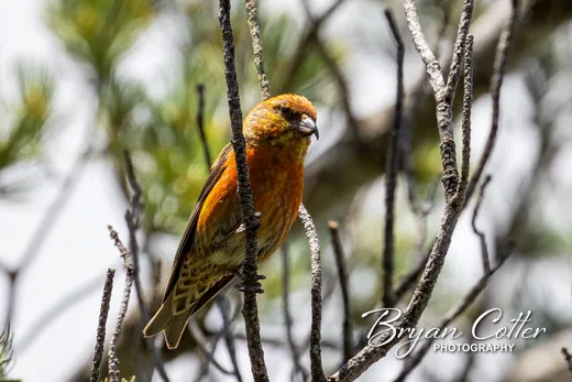 Red Crossbill