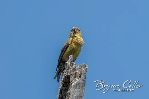 Red Crossbill