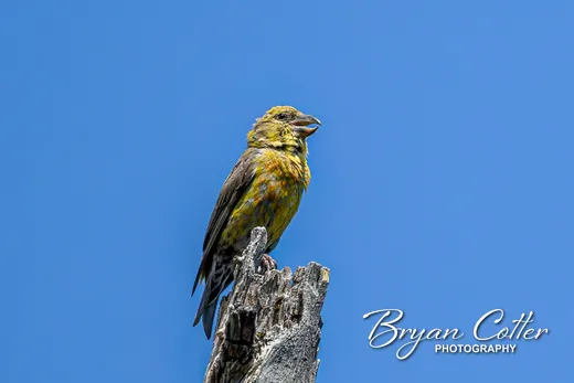 Red Crossbill
