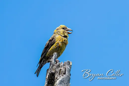 Red Crossbill