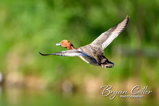 Redhead photographed in Texas by Bryan Cotter