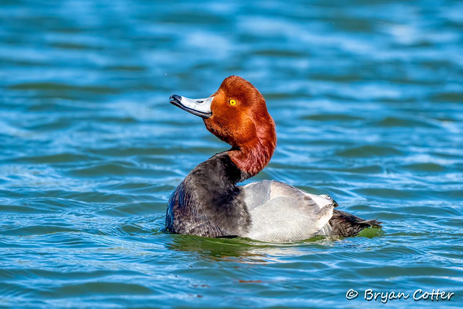 Redhead