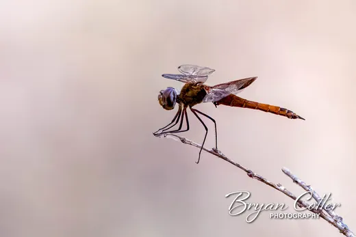 Red-mantled Saddlebags Dragonfly photographed in Texas by Bryan Cotter