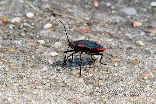 Red-shouldered Bug