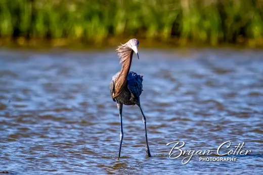 Reddish Egret
