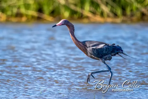 Reddish Egret