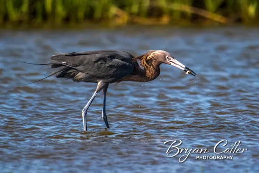 Reddish Egret