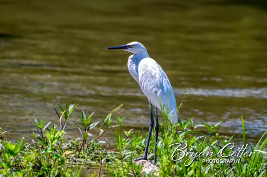 Reddish Egret