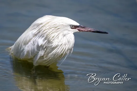 Reddish Egret - photo by Bryan Cotter