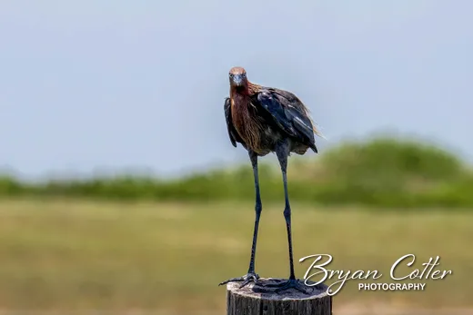 Reddish Egret