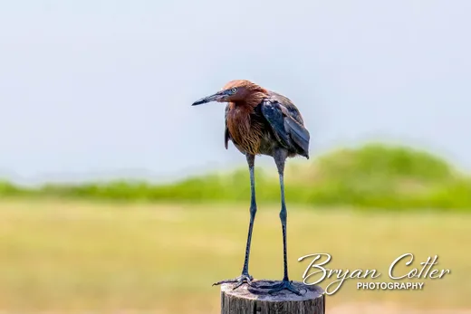 Reddish Egret