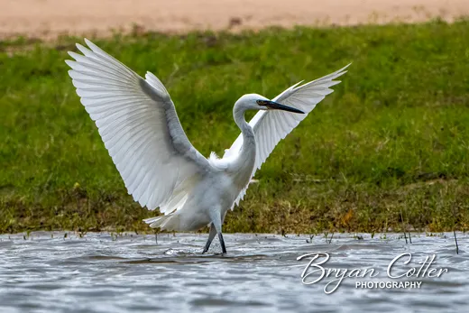 Reddish Egret