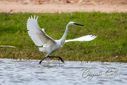Reddish Egret