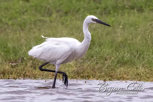 Reddish Egret