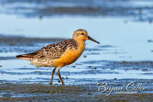 Red Knot
