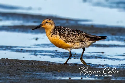 Red Knot