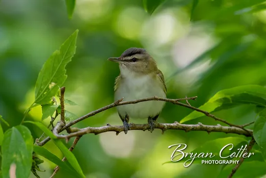 Red-eyed Vireo