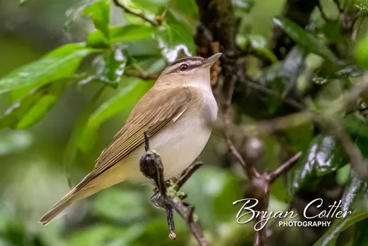 Red-eyed Vireo