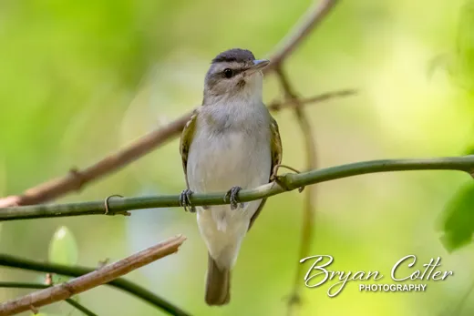 Red-eyed Vireo