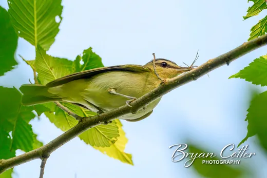 Red-eyed Vireo