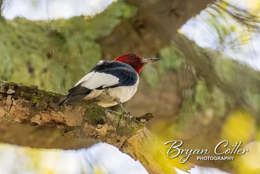 Red-headed Woodpecker