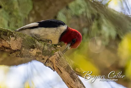 Red-headed Woodpecker