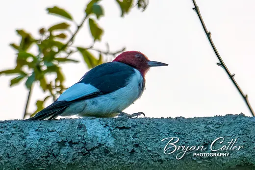 Red-headed Woodpecker