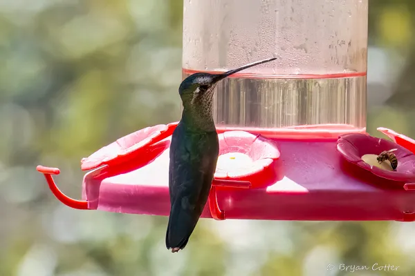 Rivoli's Hummingbird