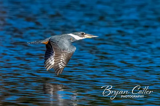 Ringed Kingfisher
