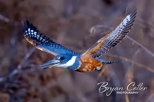 Ringed Kingfisher