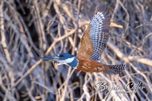 Ringed Kingfisher