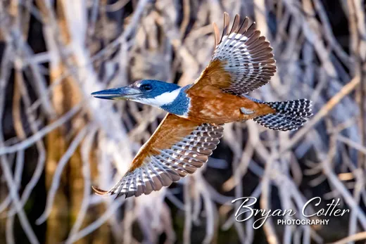 Ringed Kingfisher