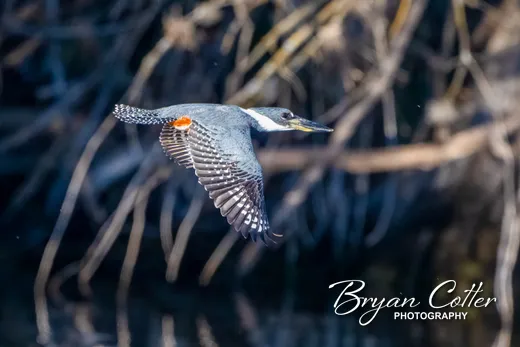 Ringed Kingfisher photographed in Texas by Bryan Cotter