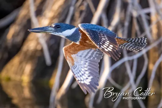 Ringed Kingfisher