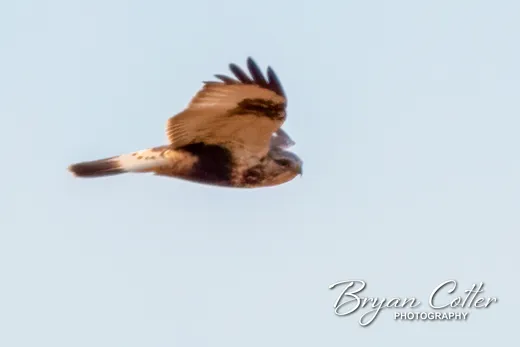 Rough-legged Hawk